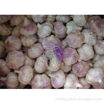 Pure Normal White Garlic With Thick Bright Skin 5.0cm - 5.5